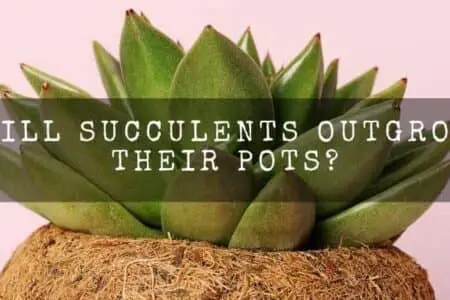 Will Succulents Outgrow Their Pots? How To Fix It