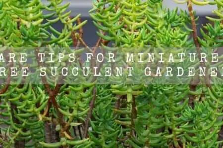 Miniature Pine Tree Care And Propagation Guide