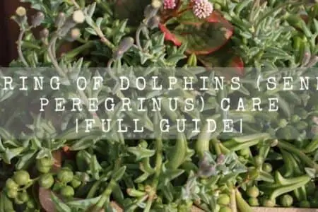 String Of Dolphins (Senecio Peregrinus) Care | Full guide |