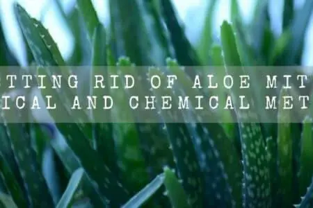 Getting Rid Of Aloe Mites | Physical And Chemical Methods |