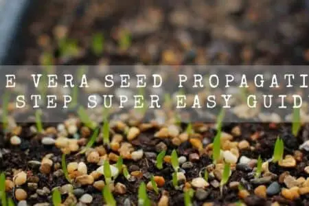 Aloe vera Seed Propagation | 6 Step super easy Guide |
