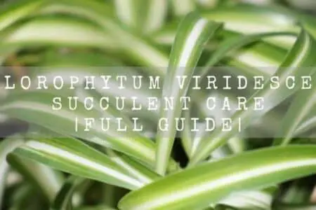 Hawaiian Spider Plant (Chlorophytum Viridescens) Succulent care