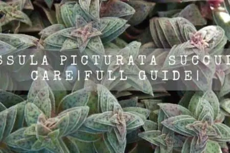 Crassula picturata (Tiger jade) care | Full Guide|