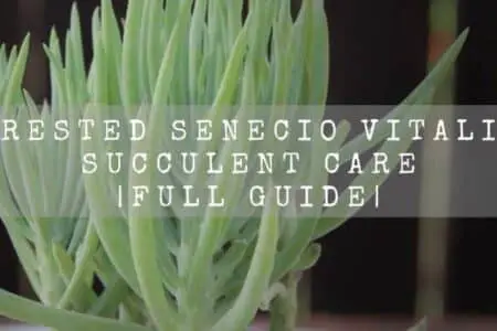 Crested Senecio Vitalis (Mermaid Tail Succulent) Magical Succulent