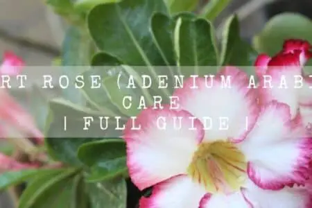 Desert Rose (Adenium Arabicum) Care | Full guide |