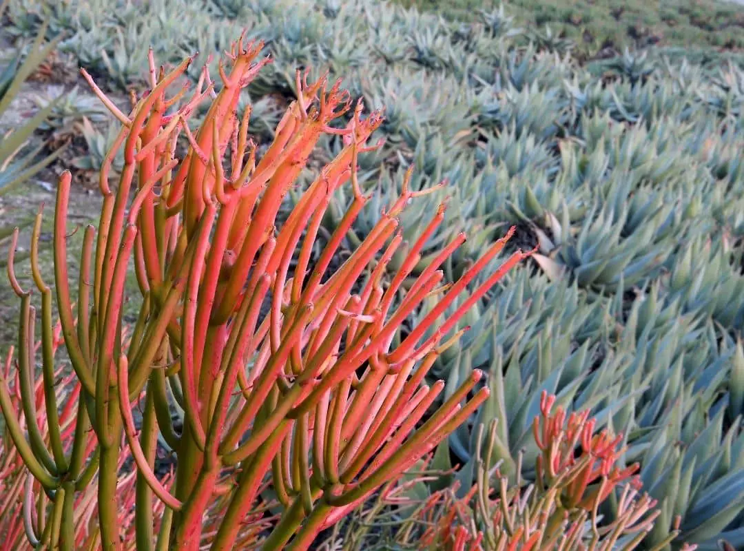 Fire Plant (Euphorbia Tirucalli ) Care 