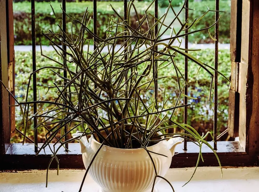 Fire Plant (Euphorbia Tirucalli ) Care
