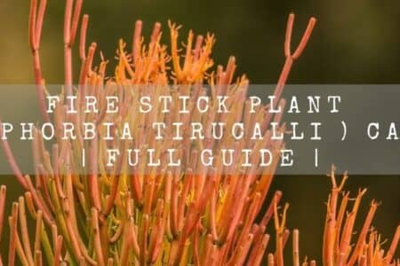 Fire Sticks Plant (Euphorbia Tirucalli ) Care | Full Guide |