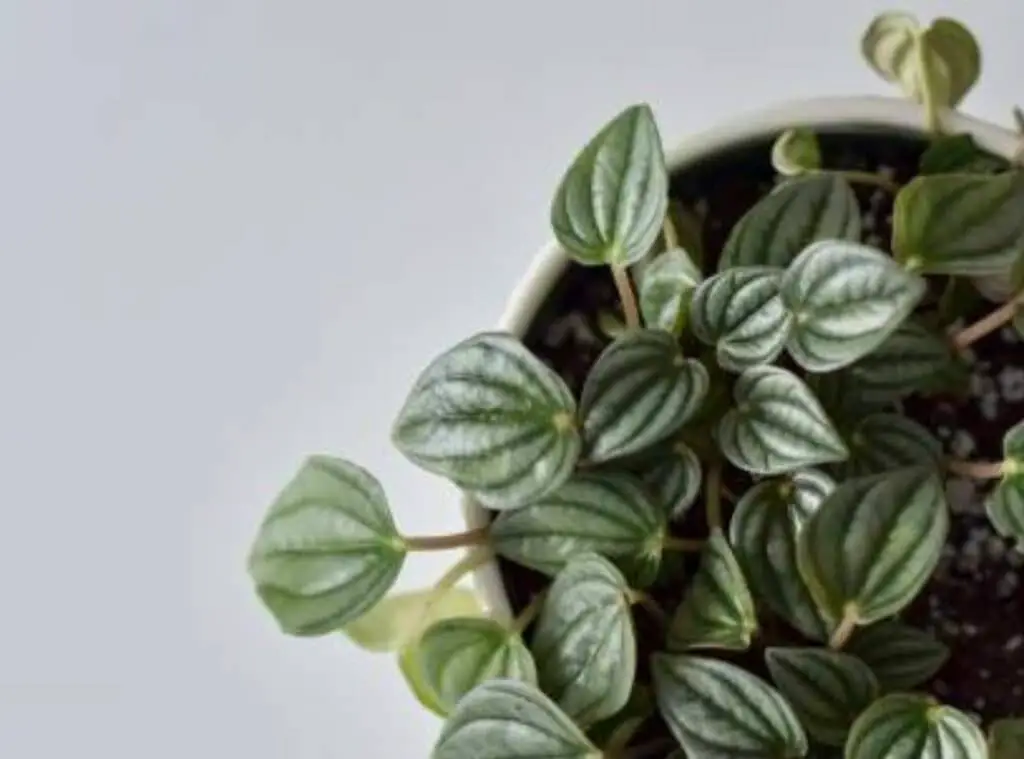 How Do You Treat Peperomia Frost
