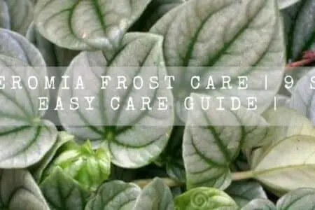 Peperomia Frost Care | 9 Essential Care Facts |
