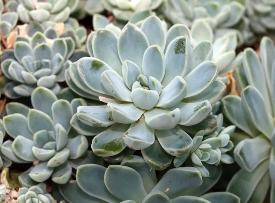 How To Grow Echeveria From Seed