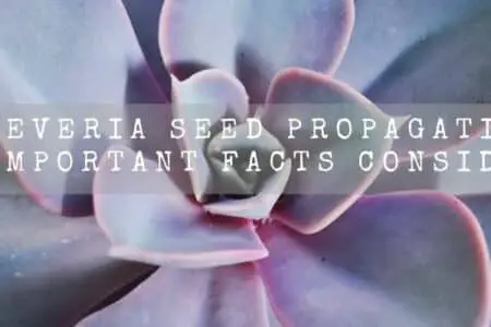 Echeveria Seed Propagation | 8 Important Facts Consider |