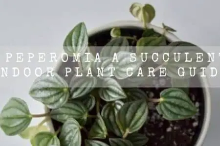 Is Peperomia a Succulent? | Correct Answer Is Here |