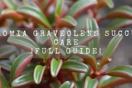 Peperomia graveolens (Ruby glow) succulent care | Full Guide