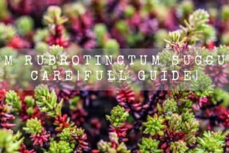 Sedum Rubrotinctum (Jelly bean Succulent) Care | Full Guide