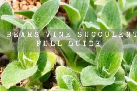 Teddy Bear Vine Succulent Care | Full guide