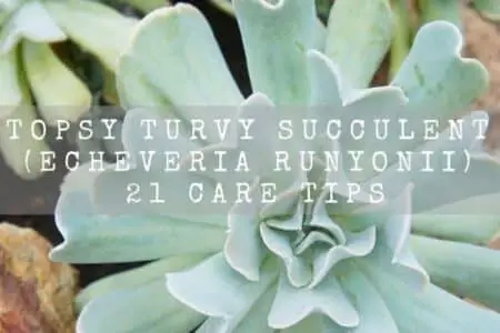 Topsy Turvy Succulent (Echeveria runyonii) Care And Propagation Tips