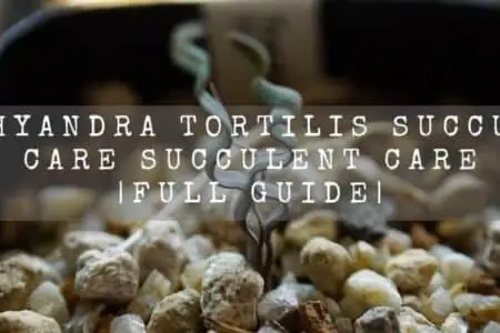 Trachyandra Tortilis Succulent Care | Full Guide
