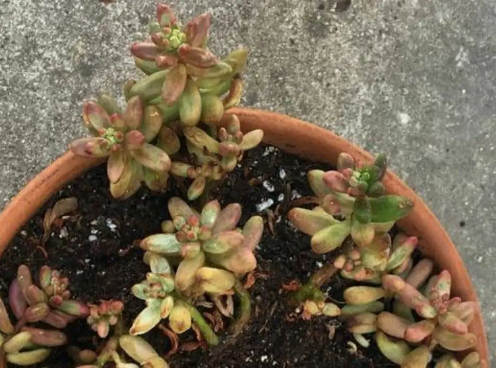 Jelly Bean Succulent Is Dying