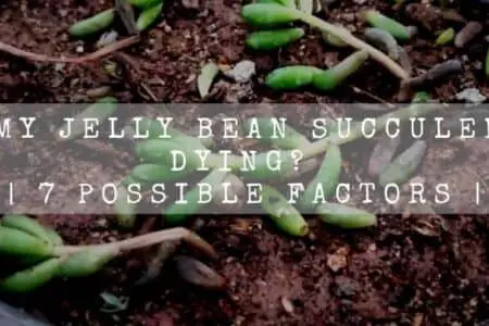 Why My Jelly Bean Succulent Is Dying | 7 Possible Factors |