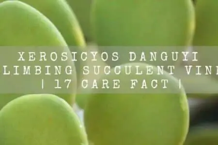 Xerosicyos Danguyi Climbing Succulent Vine | 17 Care Fact |