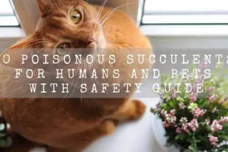 10 Poisonous Succulents For Humans And Pets With Safety Guide