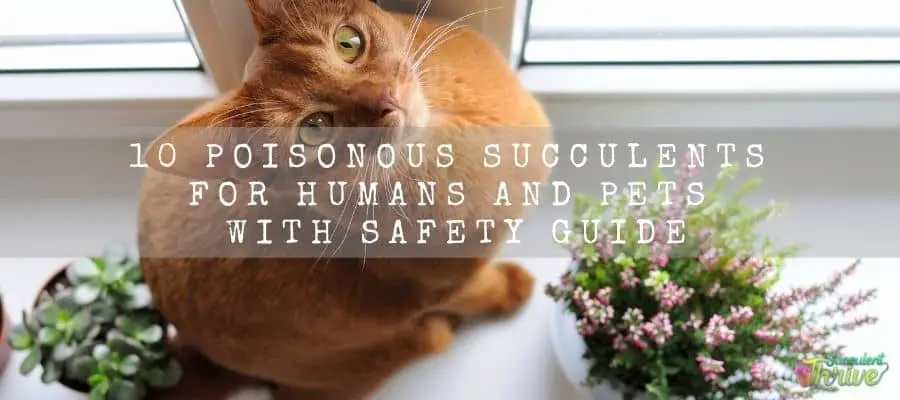 10 Poisonous Succulents For Humans And Pets With Safety Guide 1