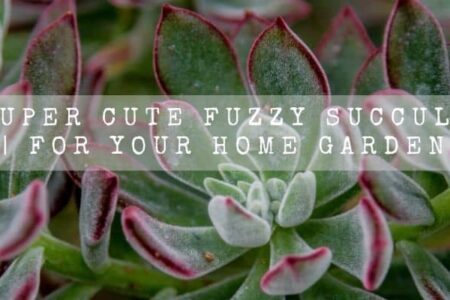 56 Super Cute Fuzzy succulent | For your Home Garden|