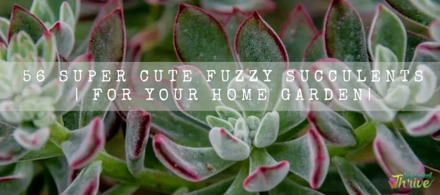 Fuzzy Succulents
