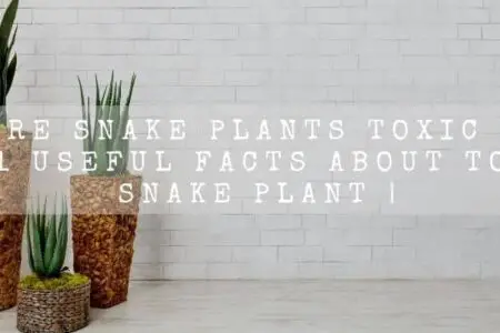 Are snake plants toxic ? | 11 Useful facts About Toxic Snake Plant |
