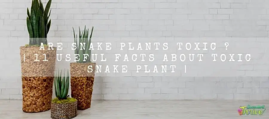 Are snake plants toxic 11 useful facts About Toxic Snake Plant