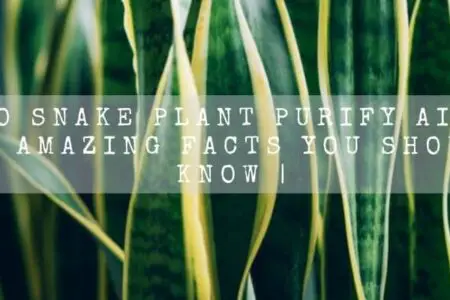 Do Snake Plant Purify Air?| 5 Amazing Facts You Should Know |