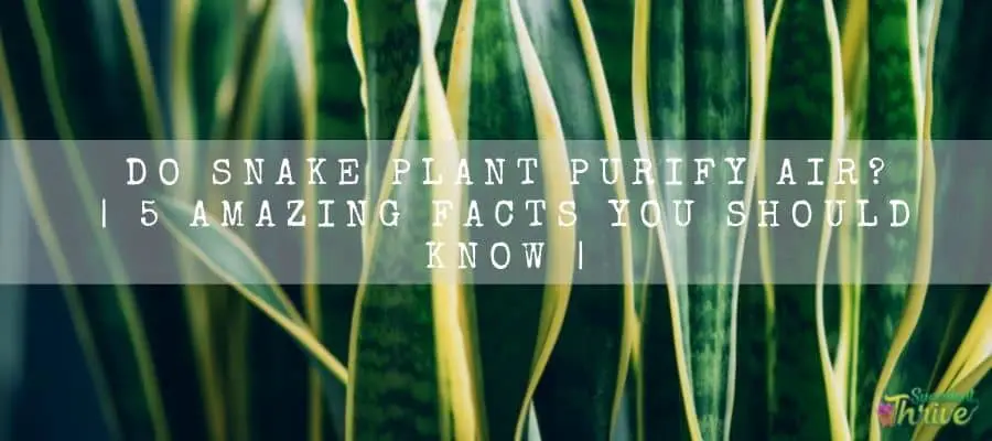 Do Snake Plant Purify Air 5 Amazing Facts You Should Know (1)