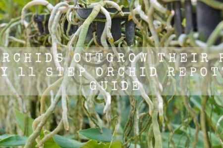 Do Orchids Outgrow Their Pots? Easy 11 Step Orchid Repotting Guide