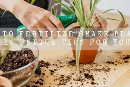 How To Fertilize Snake Plants? 12 Unique Tips For You