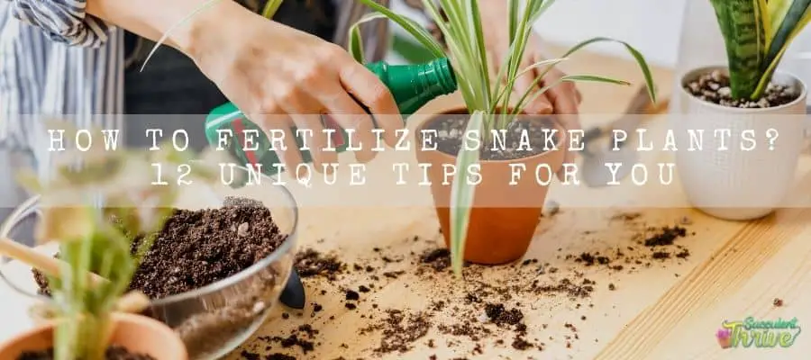 How To Fertilize Snake plants 12 Unique Tips For You