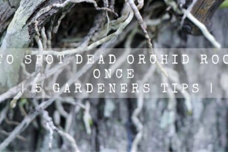 How To Spot Dead Orchid Roots At Once | 5 Gardeners Tips |