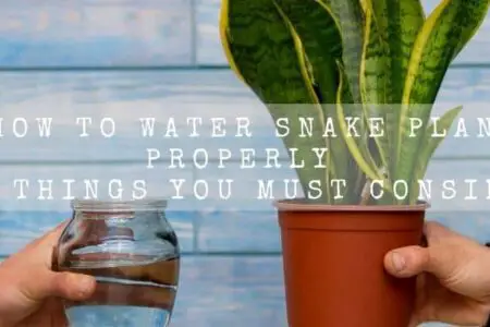 Important Snake Plant Watering Techniques | 12 Things You Must Consider |