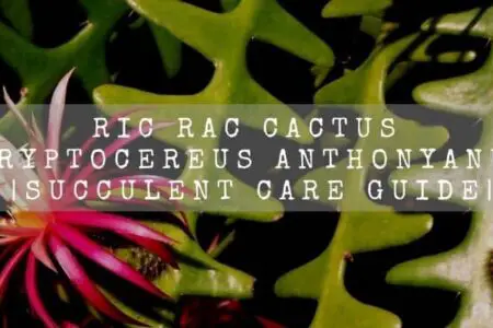 Ric Rac Cactus (Cryptocereus Anthonyanus)| Succulent Care Guide
