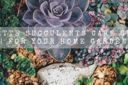Rosette Succulents Care Guide | For Your Home Garden