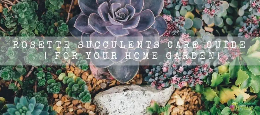 Rosette Succulents Care Guide For Your Home Garden