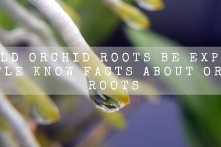 Should Orchid Roots Be Exposed?  Little Know Facts About Orchid Roots