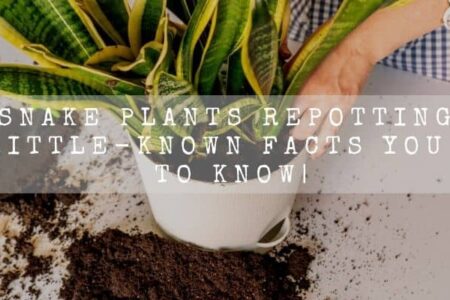 Snake Plants Repotting | 17 Little-Known Gardening Tricks |