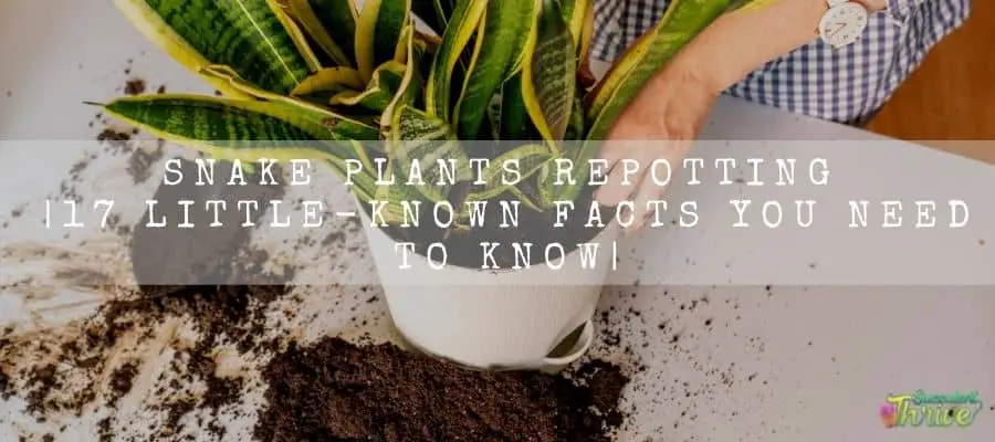 Snake plants repotting 17 Little-Known You Need to Know