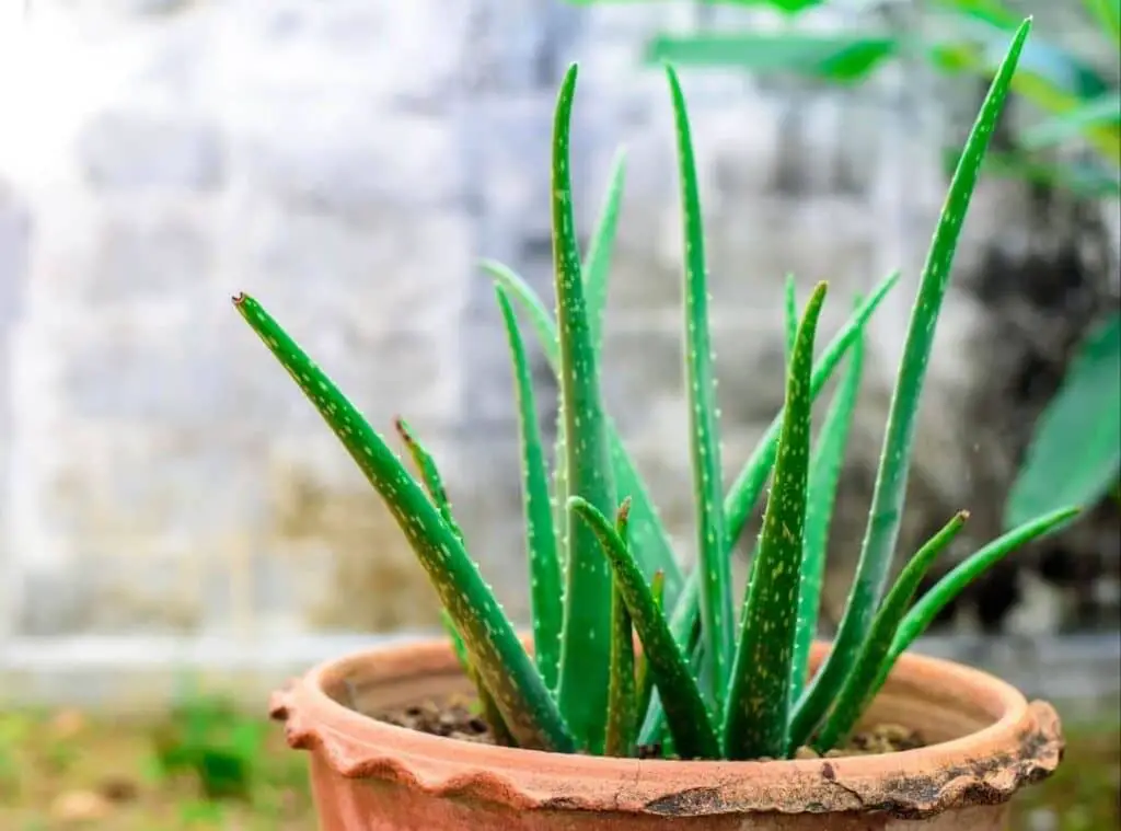 Are Coffee Grounds Good For Aloe Vera Plants