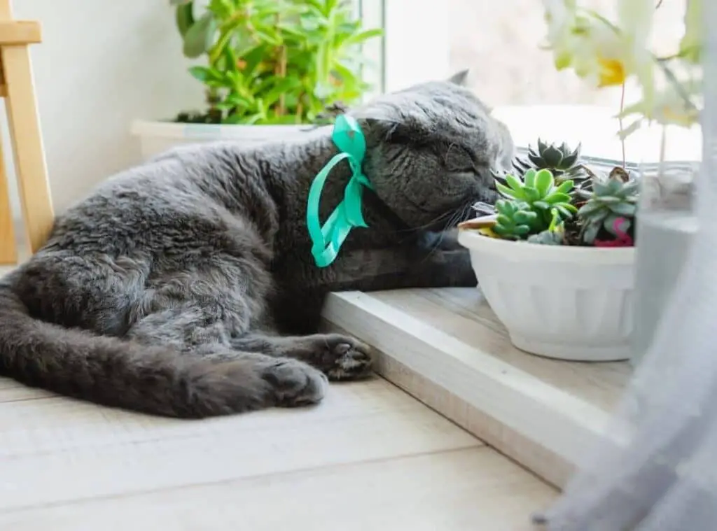 cat succulent 1