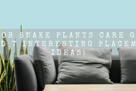 Indoor Snake Plants Care Guide| And 7 Interesting Placement Ideas|