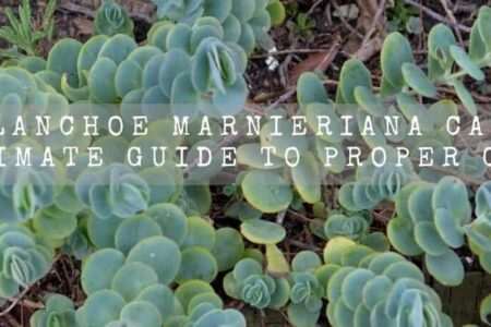 Kalanchoe Marnieriana Care | Ultimate Guide To Proper Care |