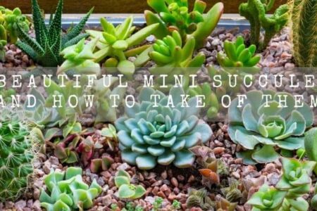 10 Beautiful Mini Succulents And How To Take Of Them
