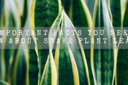 10 Important Facts You Need To Know About Snake Plant leaves